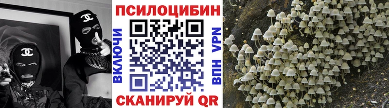 Купить где  Никольск  Галлюциногенные грибы мицелий 